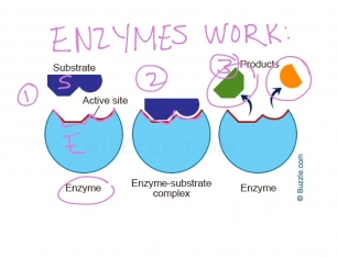 Enzyme trong sản phẩm Homevic tạo ra sự khác biệt