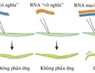 Biến đổi enzyme helicase ARN ở giun tròn làm tăng vòng đời của chúng gấp đôi có thể ứng dụng kéo dài tuổi thọ của con người