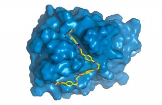 Nghiên cứu tăng cường enzyme làm thoái hóa nhựa